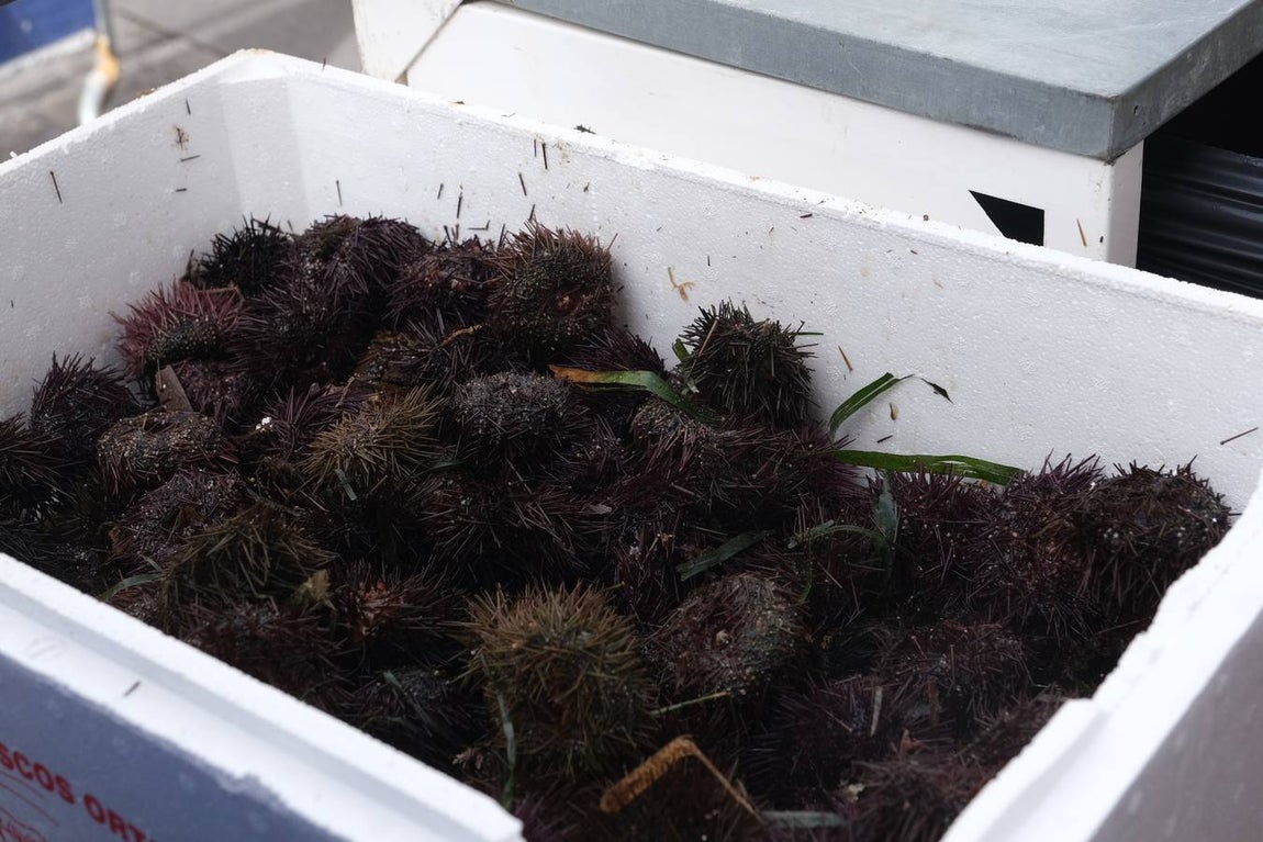 Gran ambiente en La Viña ante la celebración de la Erizada