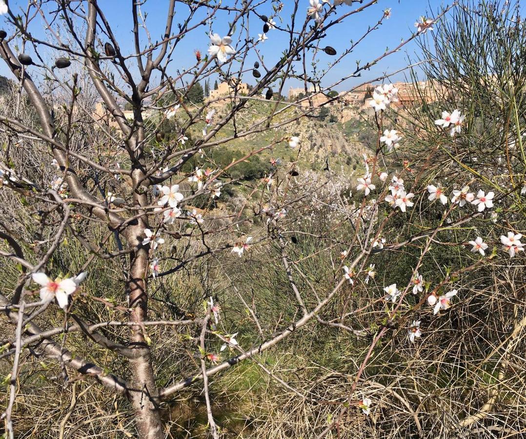 En imágenes: los almendros en flor del Valle de Toledo
