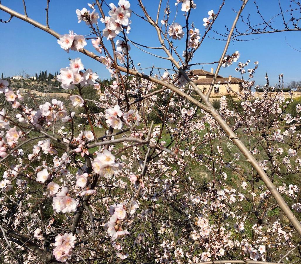 En imágenes: los almendros en flor del Valle de Toledo