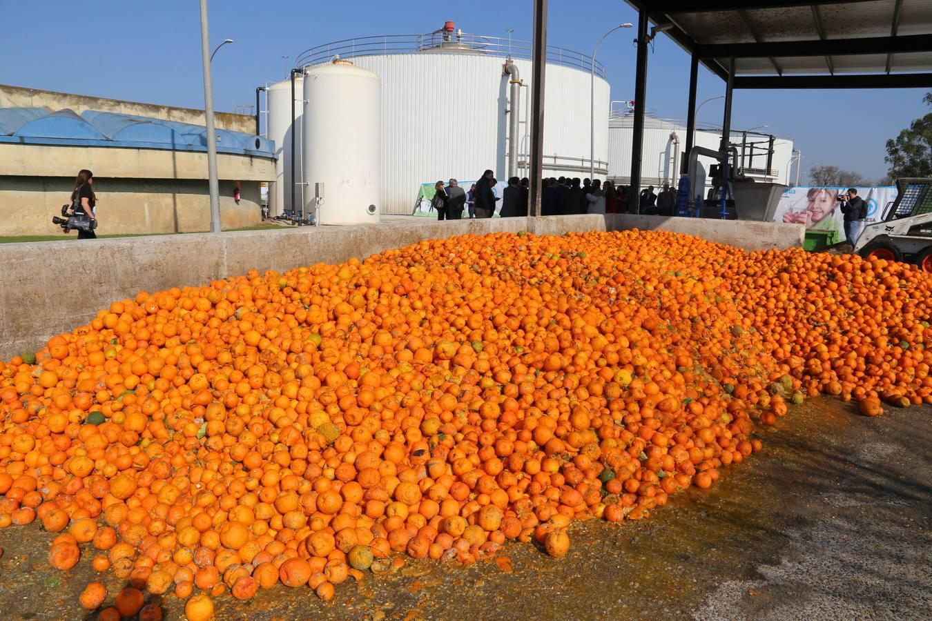 La depuradora del Copero funciona con naranjas amargas