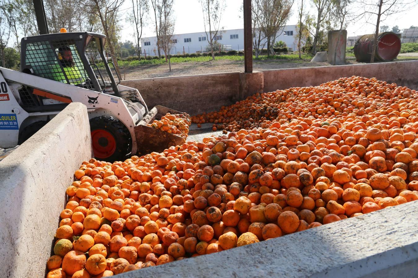 La depuradora del Copero funciona con naranjas amargas