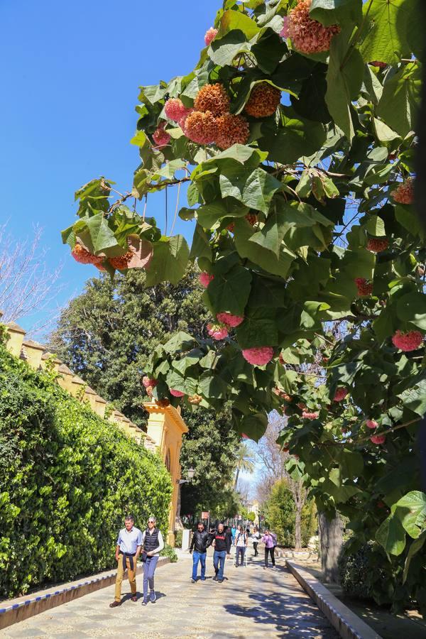 Sevilla vive ya en primavera