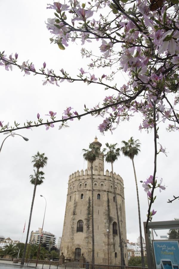 En imágenes, el coronavirus y la lluvia traen una estampa fantasmal de Sevilla