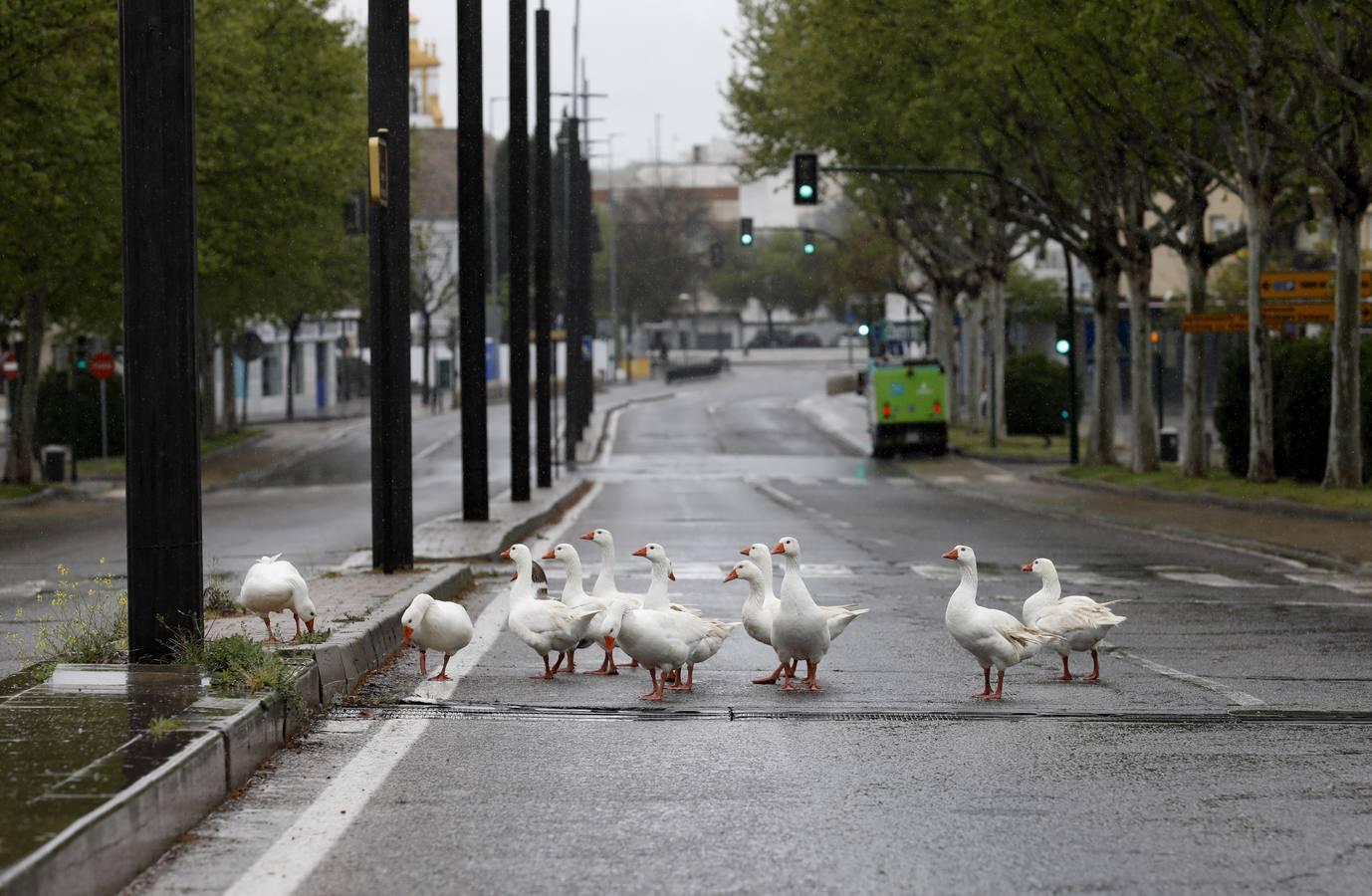 Las calles desiertas de un domingo de coronavirus en Córdoba, en imágenes