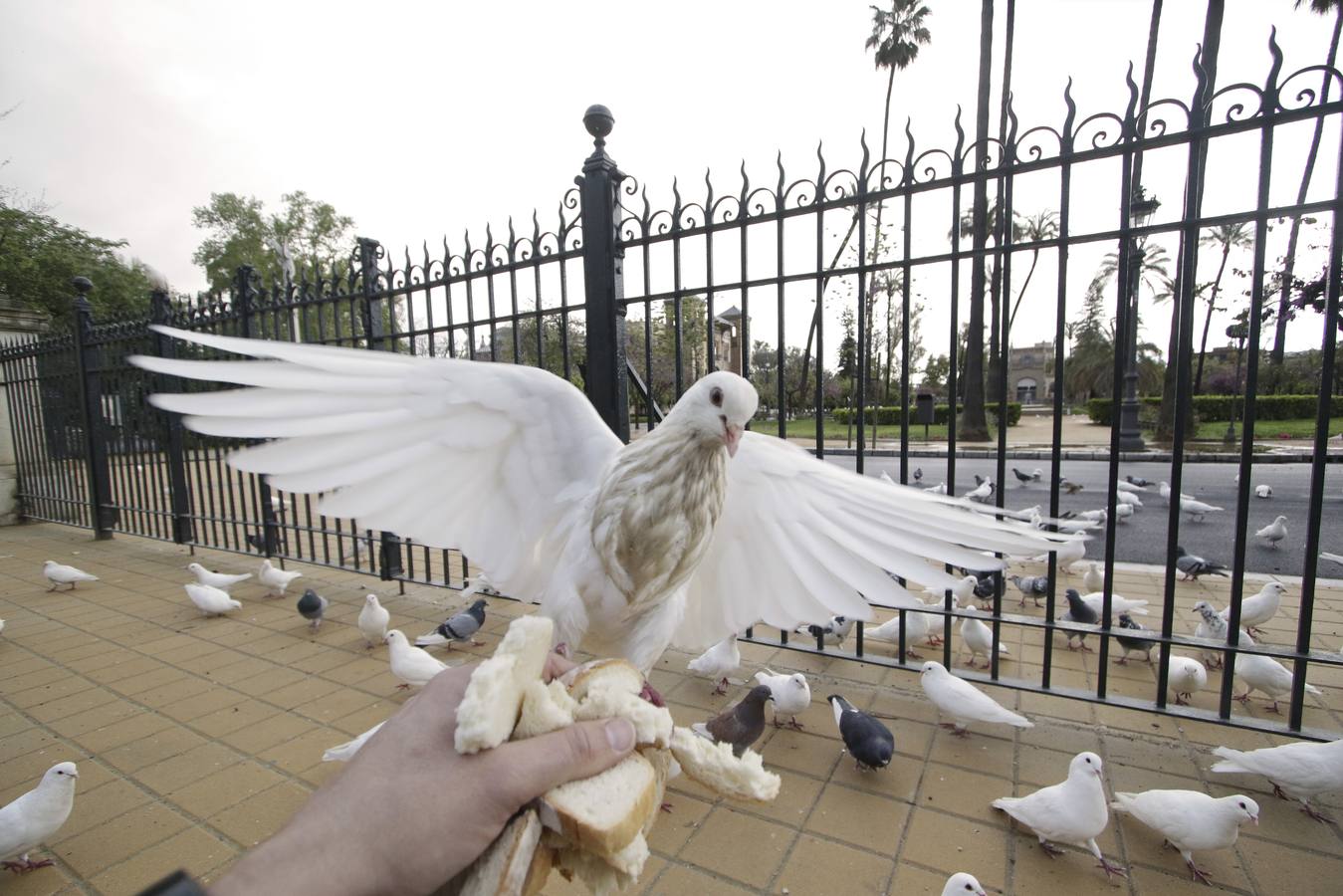 Coronavirus en Sevilla: siempre nos queda la «Esperanza»