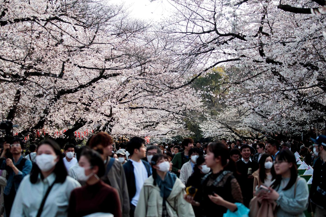 Entre cerezos con las mascarillas. El buen tiempo está llevando a los japoneses masivamente a las calles y parques para participar en este ritual de observación de la belleza efímera de los brotes blancos y rosados llamado "hanami", donde comen, beben y celebran en grupo.