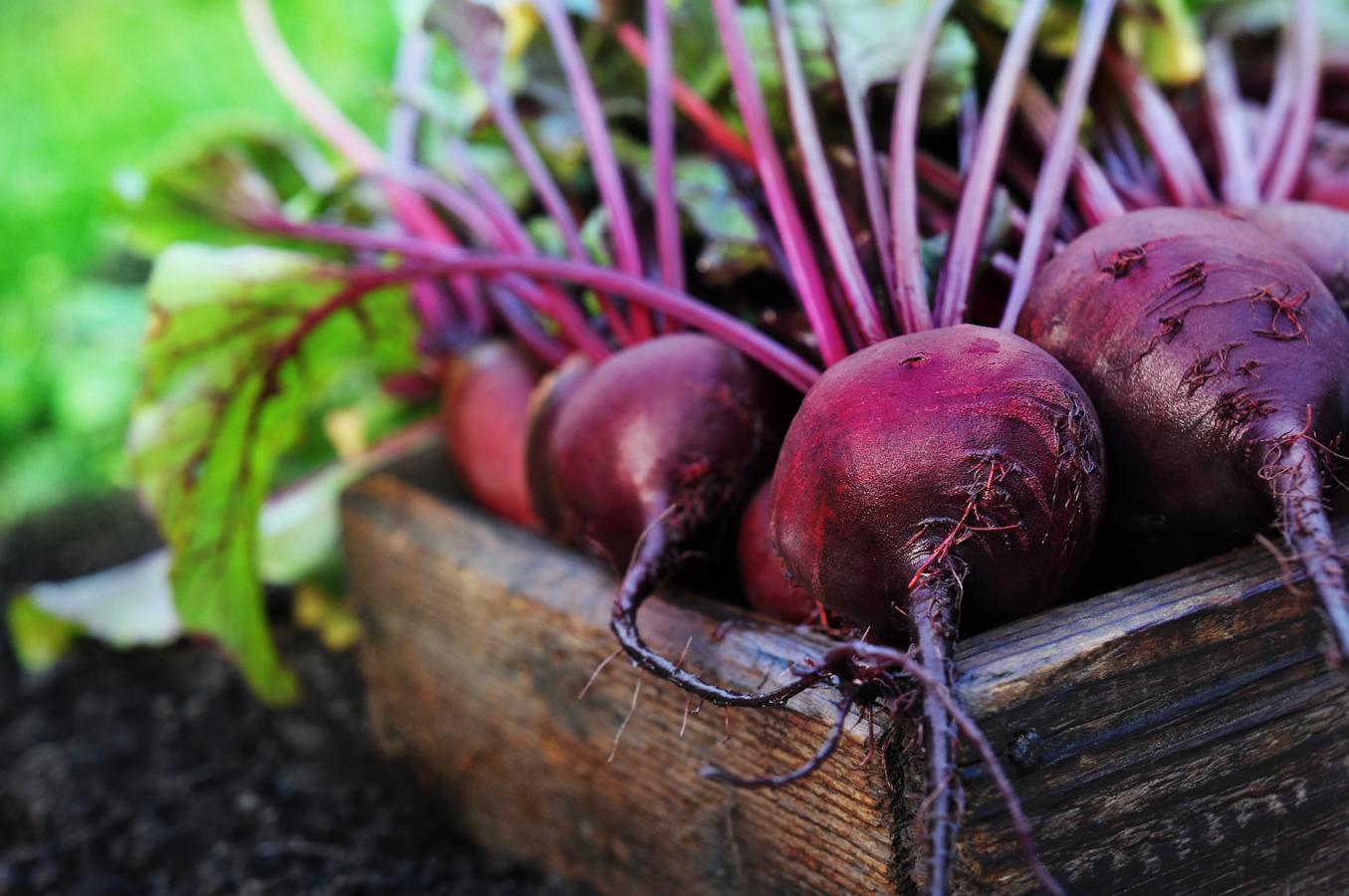 Remolacha. La remolacha es un cultivo típico mediterráneo que se consume habitualmente cocida, en ensaladas, hummus, tartas, o albóndigas. Existen varios tipos destacando sobre todo la variante azucarera, distinta a la remolacha morada de consumo doméstico, por la importancia histórica que ha tenido la obtención industrial de azúcar, sobre todo para la industria andaluza.