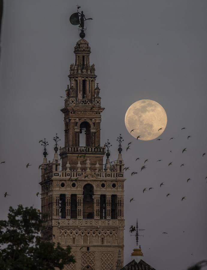 La luna tiñe de rosa las noches de Sevilla