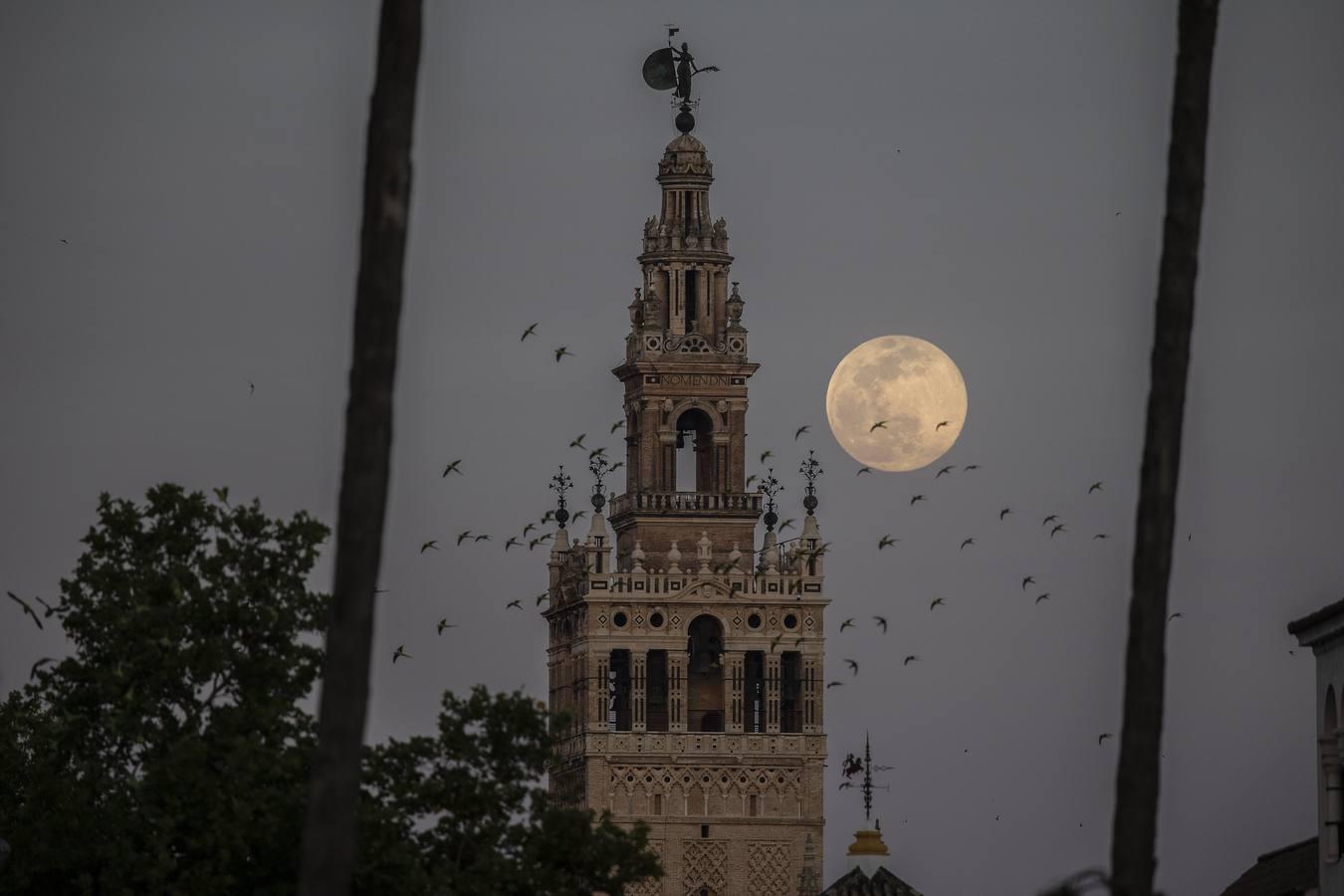 La luna tiñe de rosa las noches de Sevilla