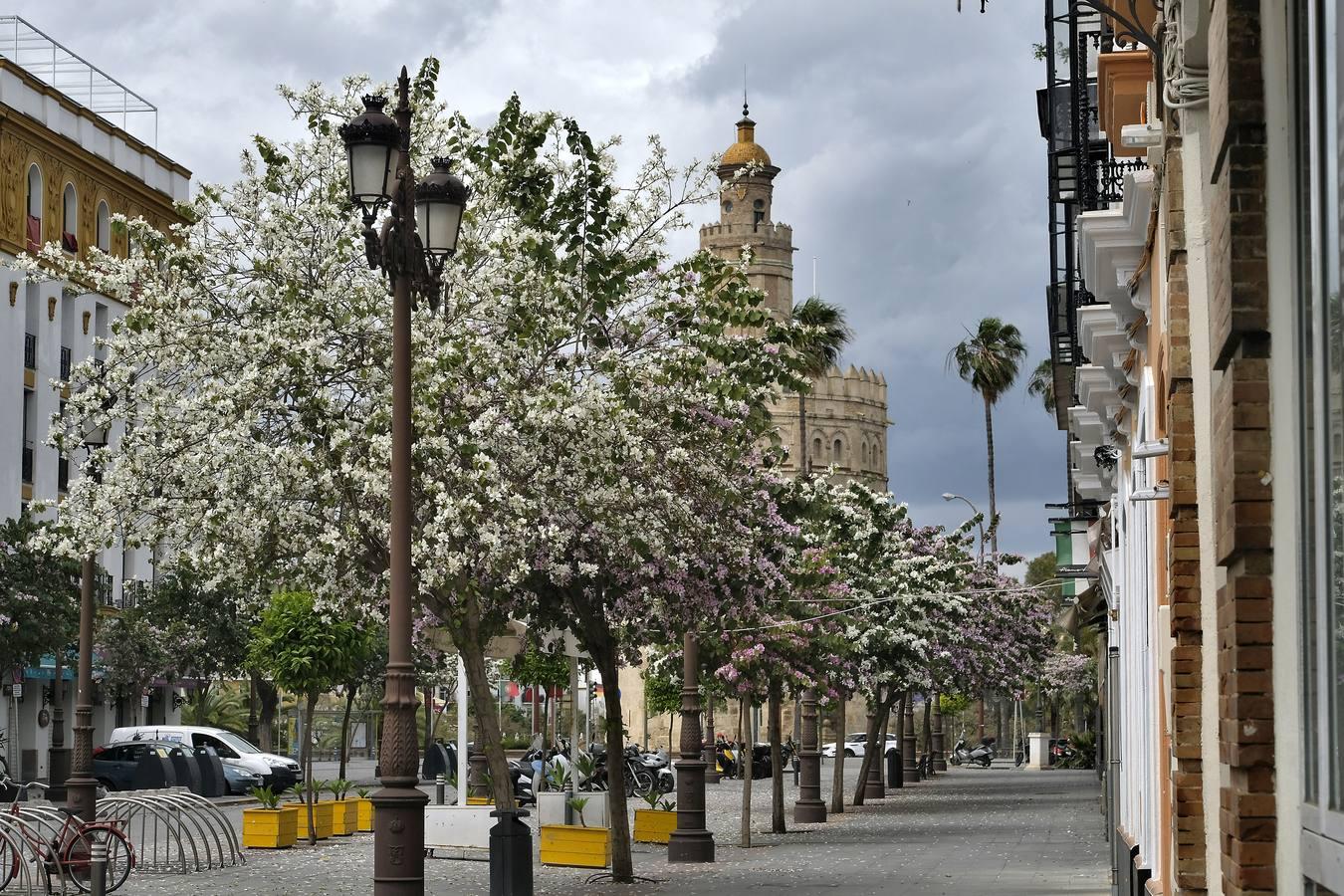 Pasea por Sevilla sin salir de casa