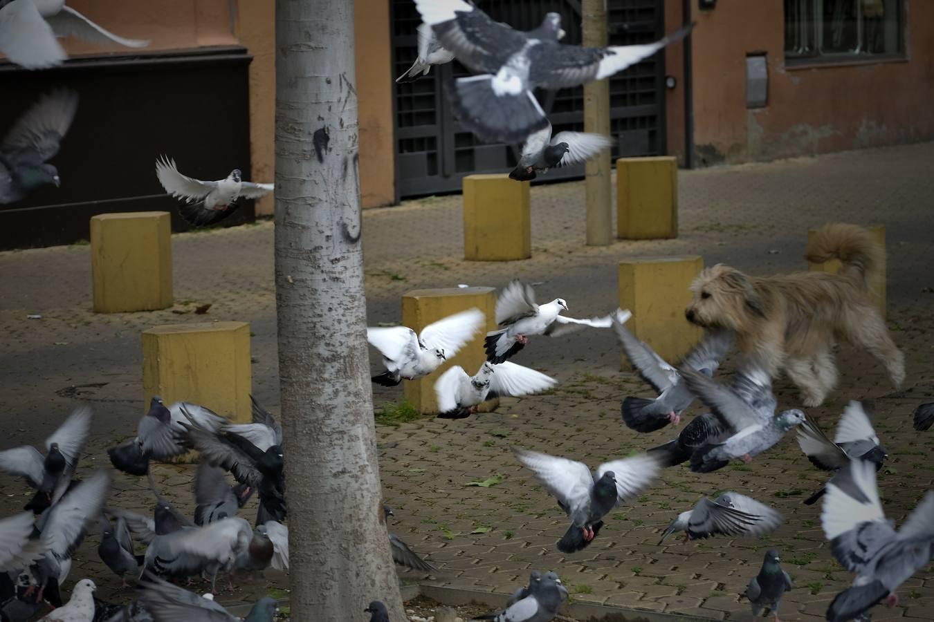 Pasea por Sevilla sin salir de casa