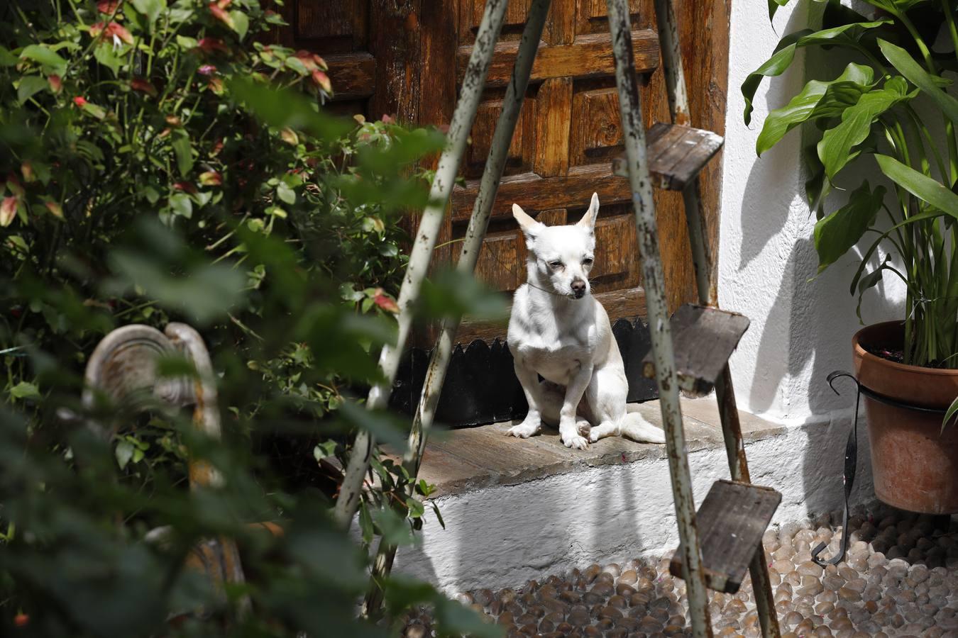 Los Patios de Córdoba florecen a puerta cerrada, en imágenes