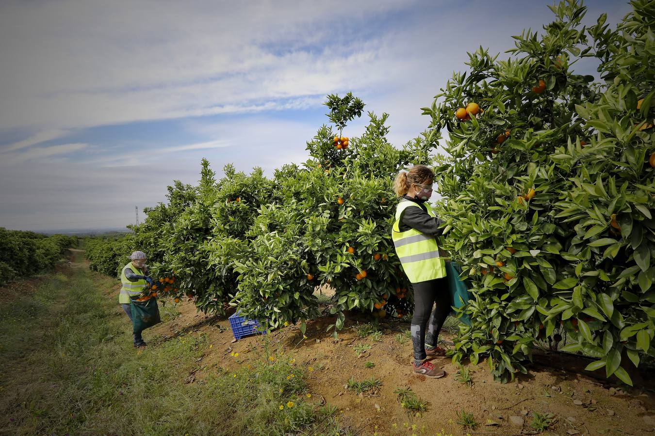 Recogida de naranjas en Sevilla en tiempos del coronavirus