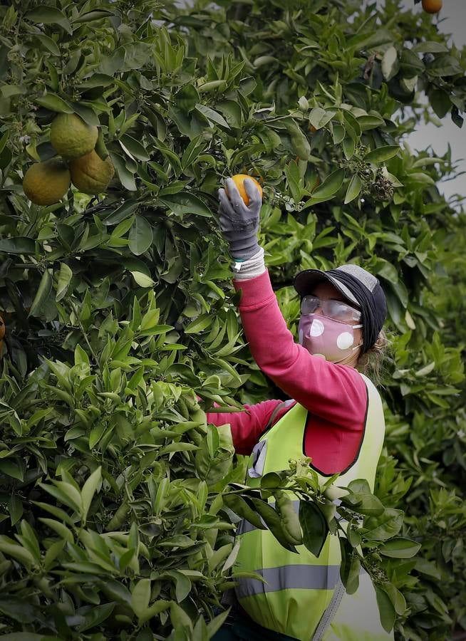 Recogida de naranjas en Sevilla en tiempos del coronavirus