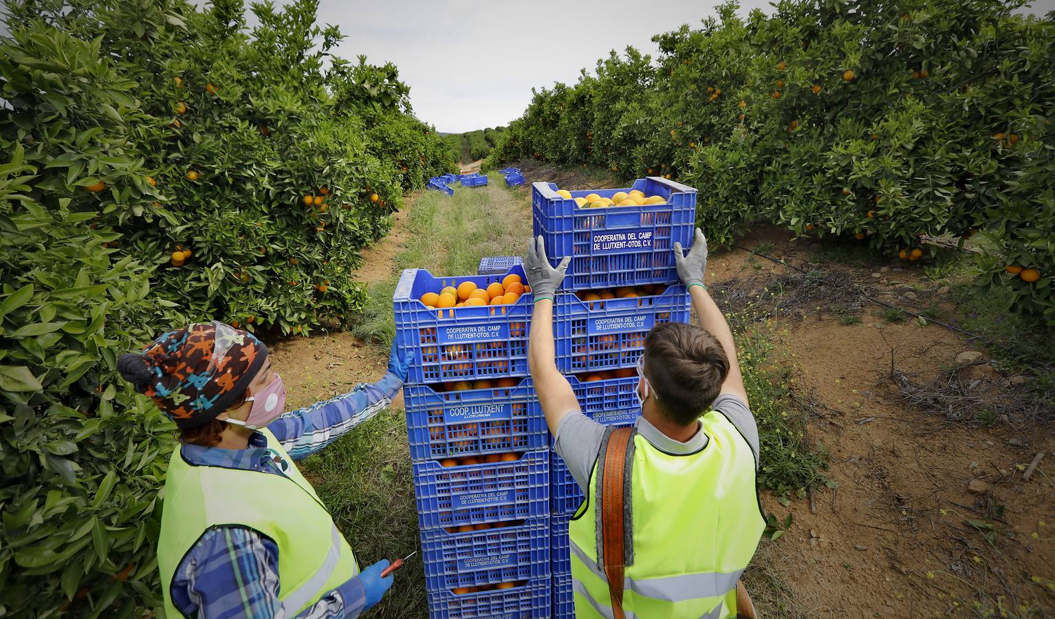 Recogida de naranjas en Sevilla en tiempos del coronavirus