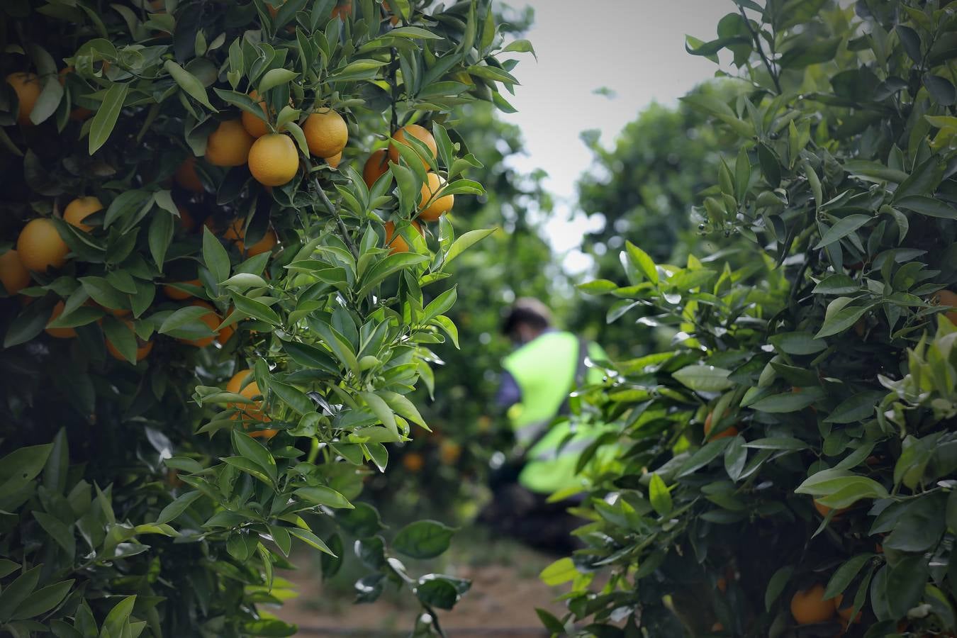 Recogida de naranjas en Sevilla en tiempos del coronavirus