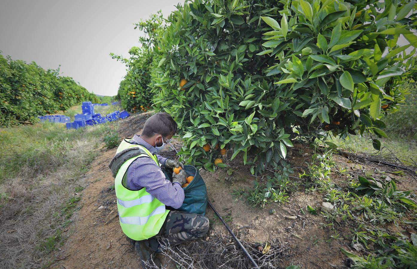 Recogida de naranjas en Sevilla en tiempos del coronavirus