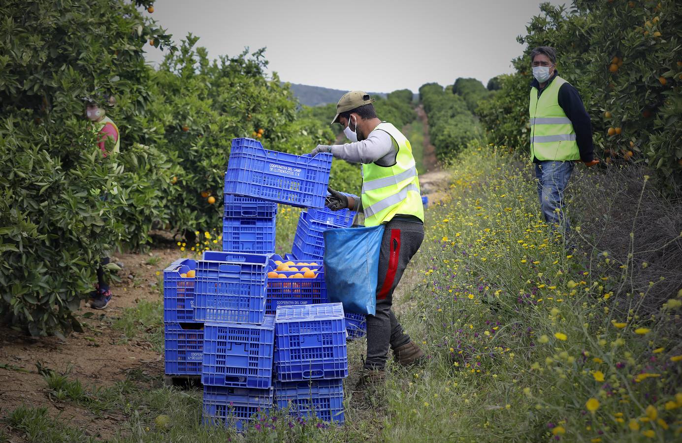 Recogida de naranjas en Sevilla en tiempos del coronavirus