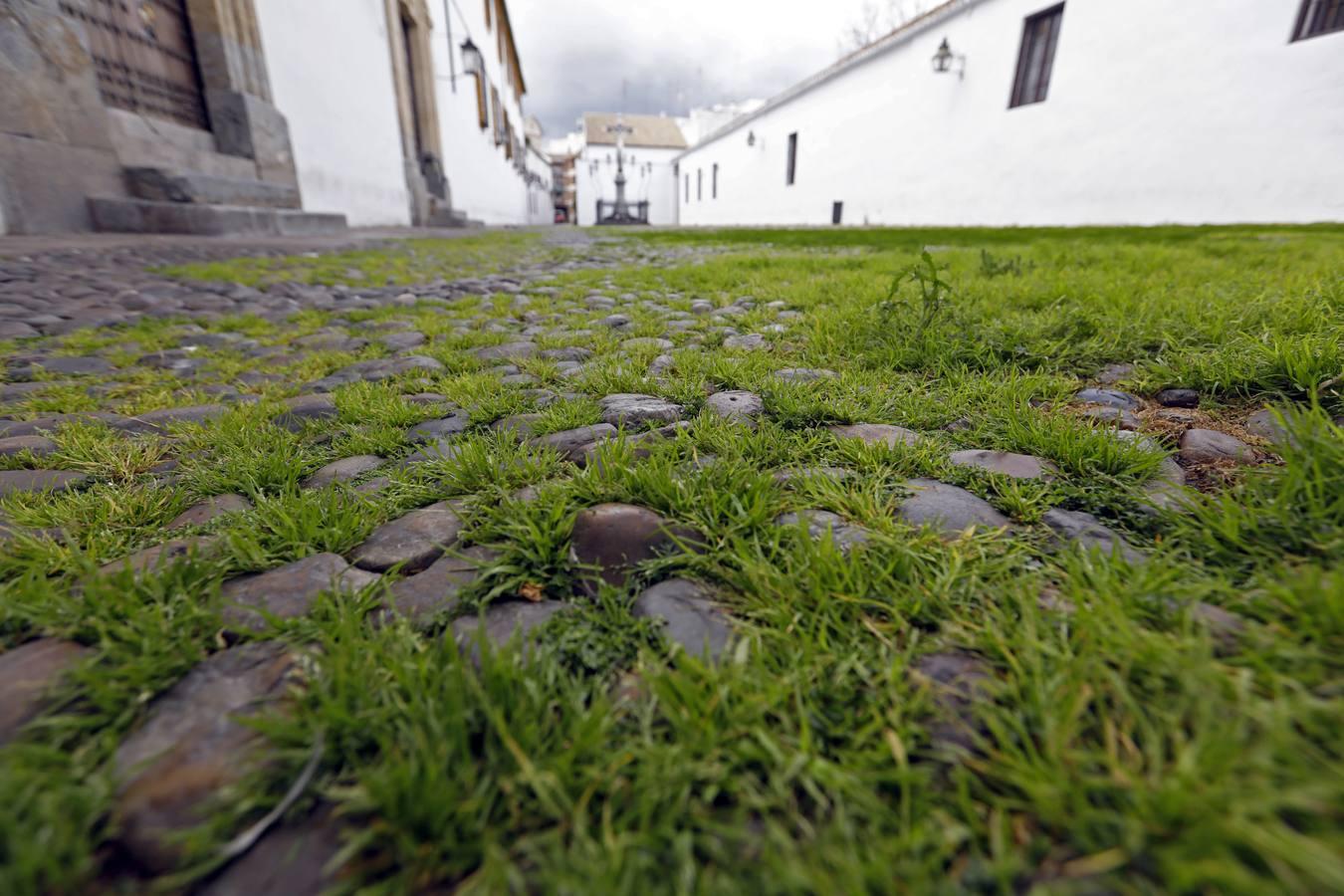 El poético tapete verde de la plaza de Capuchinos de Córdoba, en imágenes