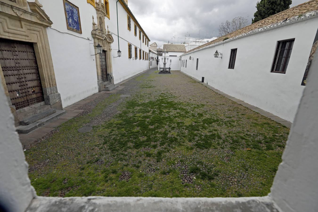 El poético tapete verde de la plaza de Capuchinos de Córdoba, en imágenes