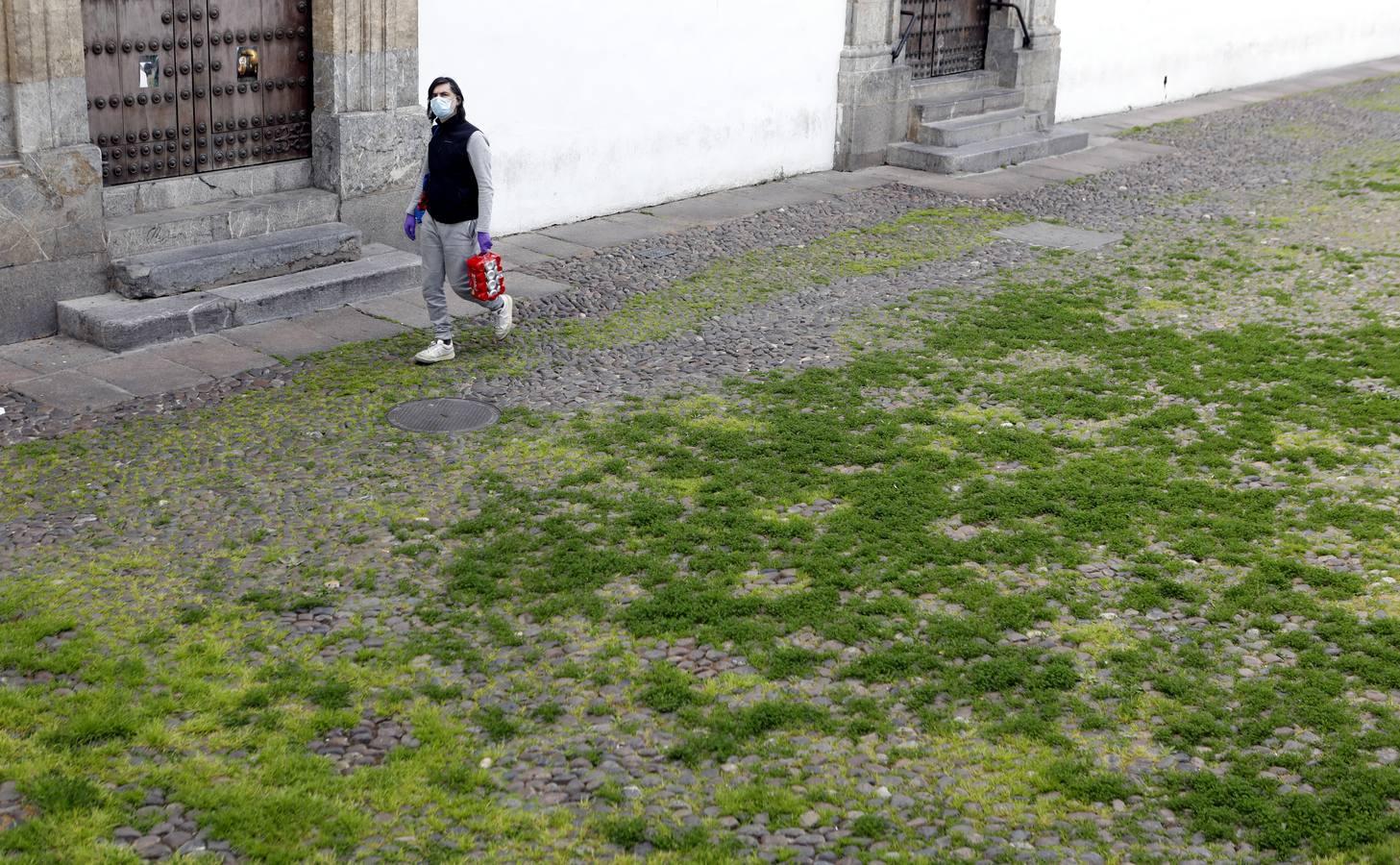 El poético tapete verde de la plaza de Capuchinos de Córdoba, en imágenes