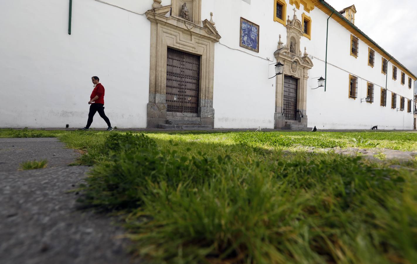 El poético tapete verde de la plaza de Capuchinos de Córdoba, en imágenes