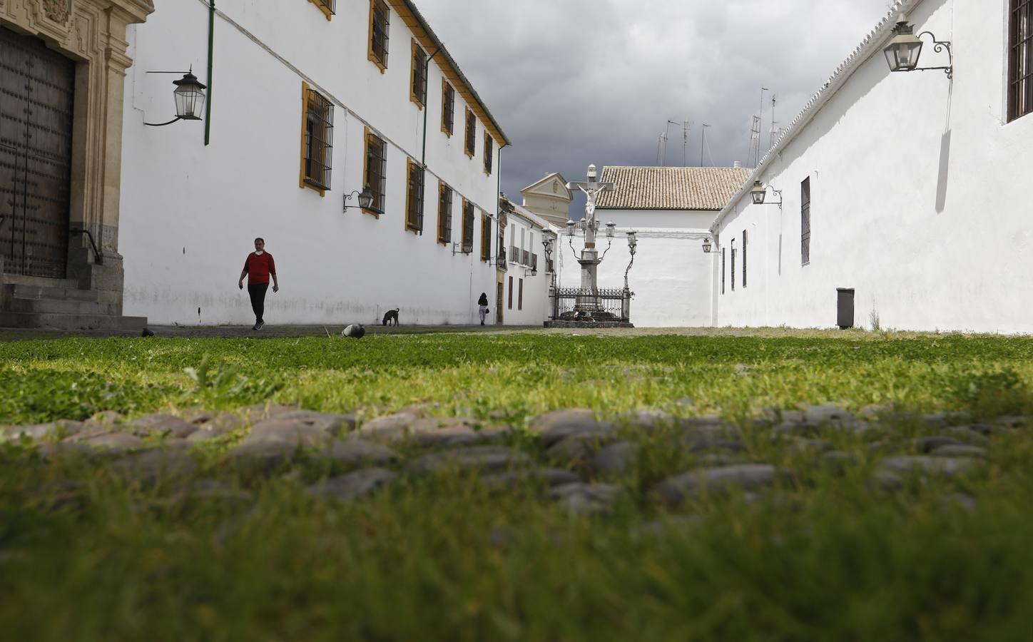 El poético tapete verde de la plaza de Capuchinos de Córdoba, en imágenes