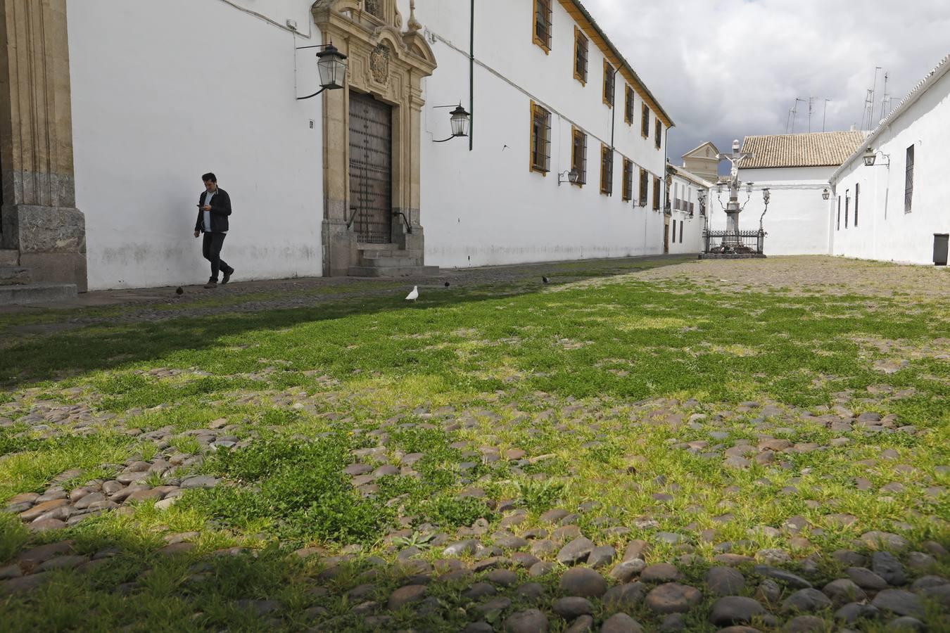 El poético tapete verde de la plaza de Capuchinos de Córdoba, en imágenes