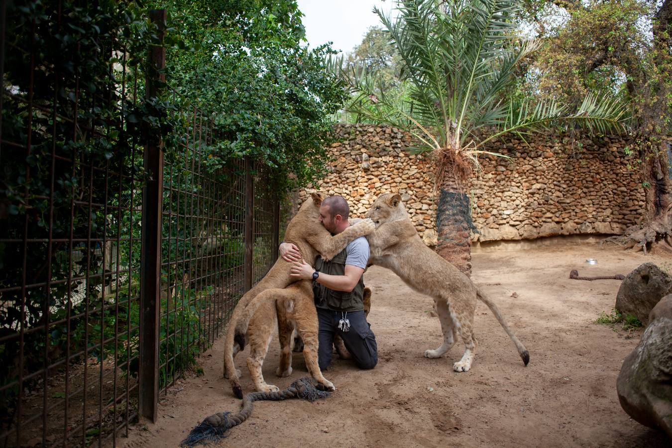 Cómo alimentar a 30 leones sin ingresos por el estado de alarma