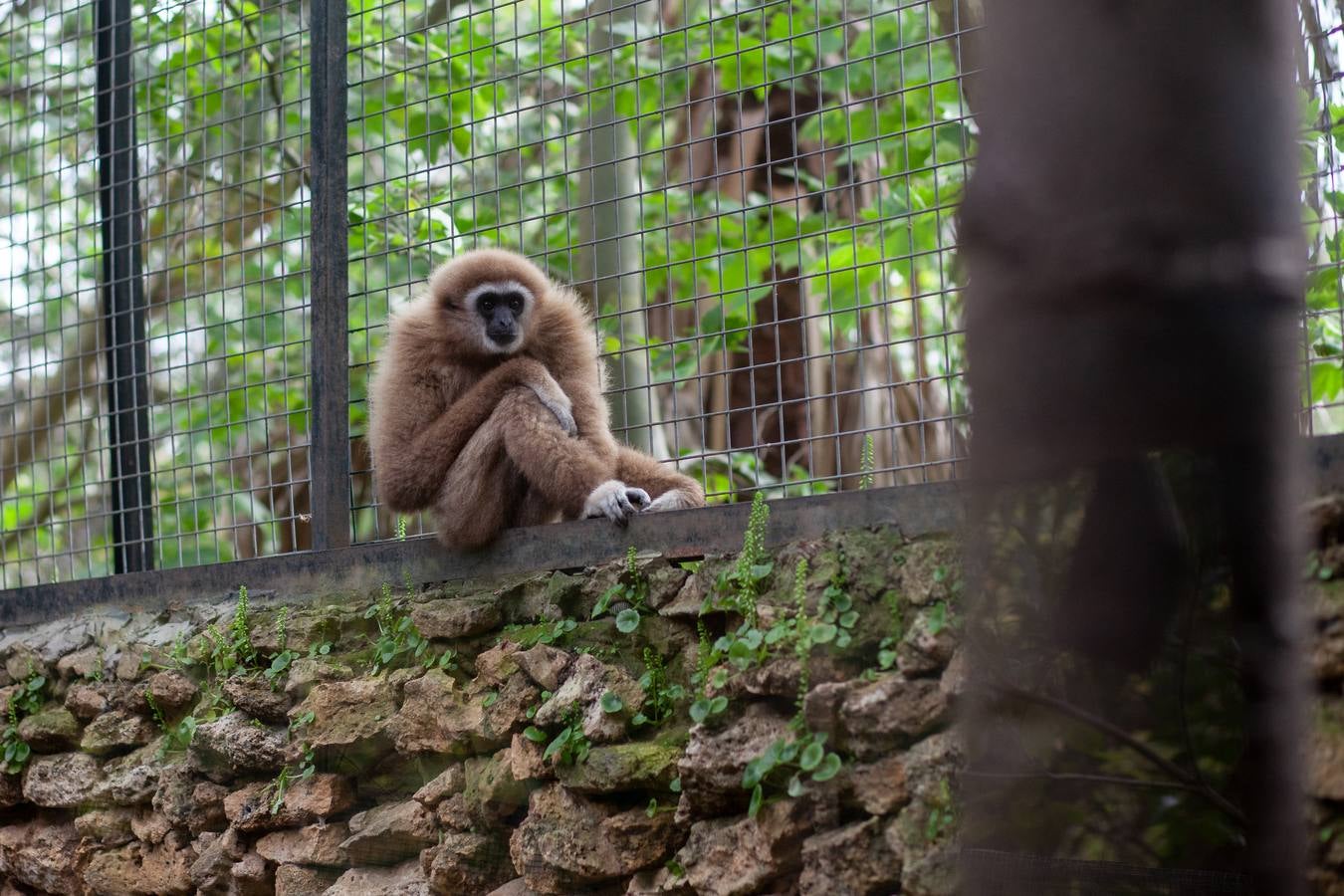 La crisis del coronavirus pone en jaque al centro de animales de Castellar de la Frontera