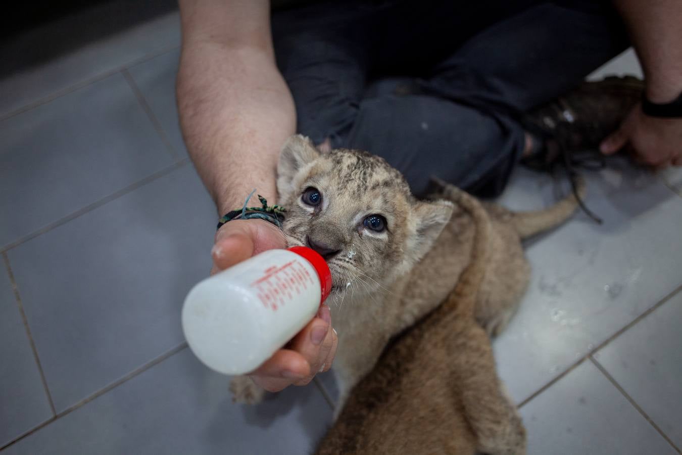 La crisis del coronavirus pone en jaque al centro de animales de Castellar de la Frontera