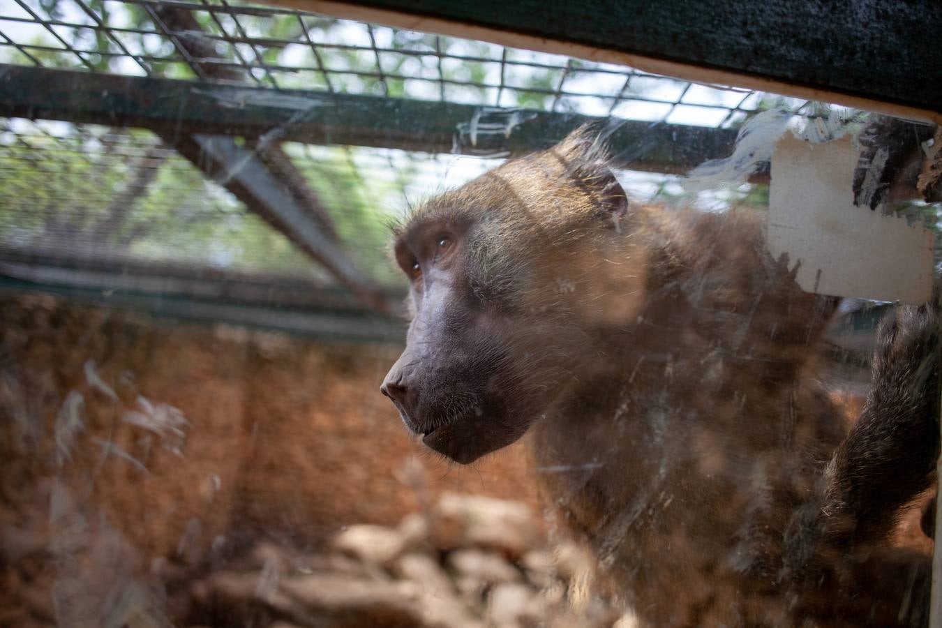 La crisis del coronavirus pone en jaque al centro de animales de Castellar de la Frontera