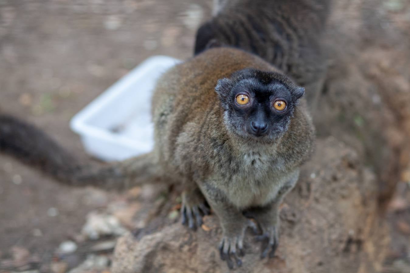 La crisis del coronavirus pone en jaque al centro de animales de Castellar de la Frontera