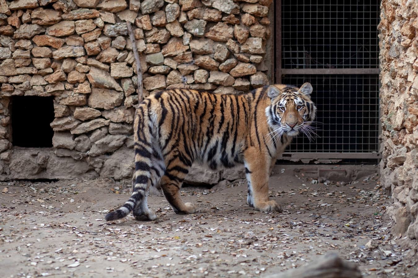 La crisis del coronavirus pone en jaque al centro de animales de Castellar de la Frontera