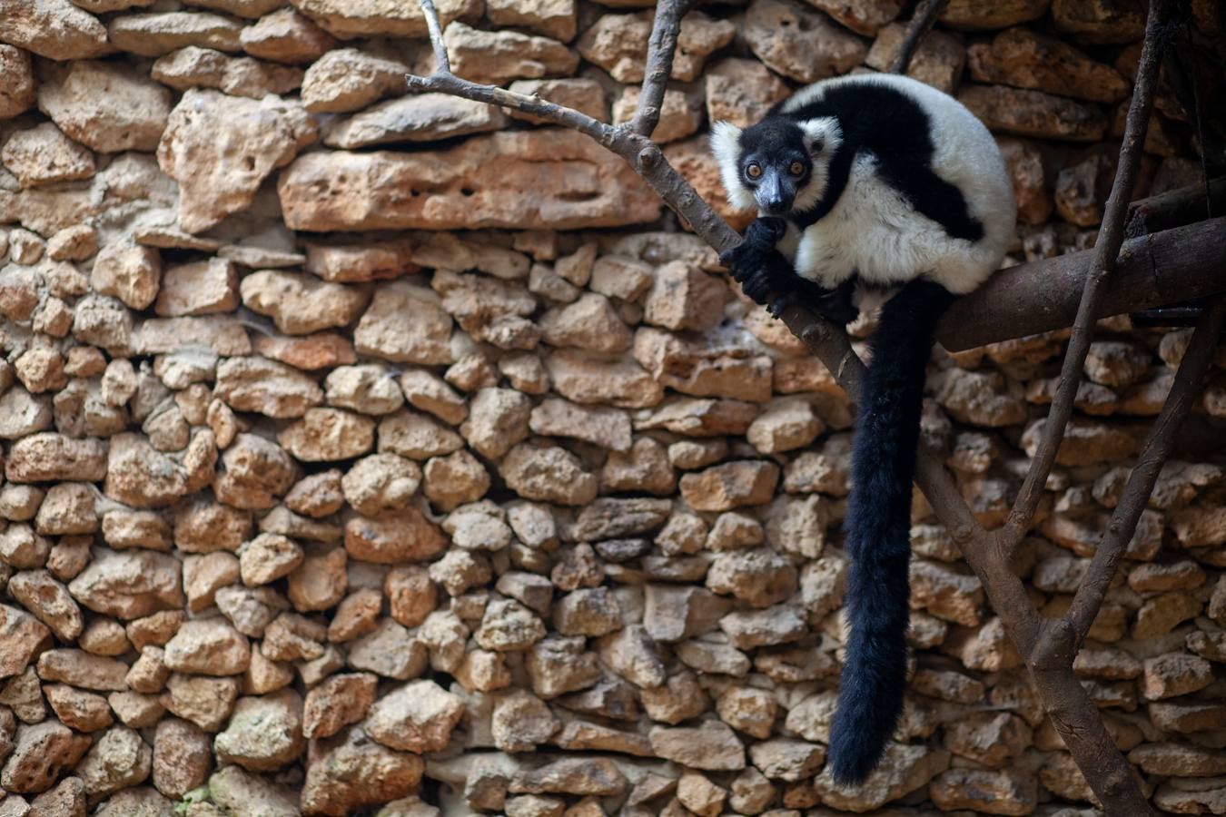 La crisis del coronavirus pone en jaque al centro de animales de Castellar de la Frontera