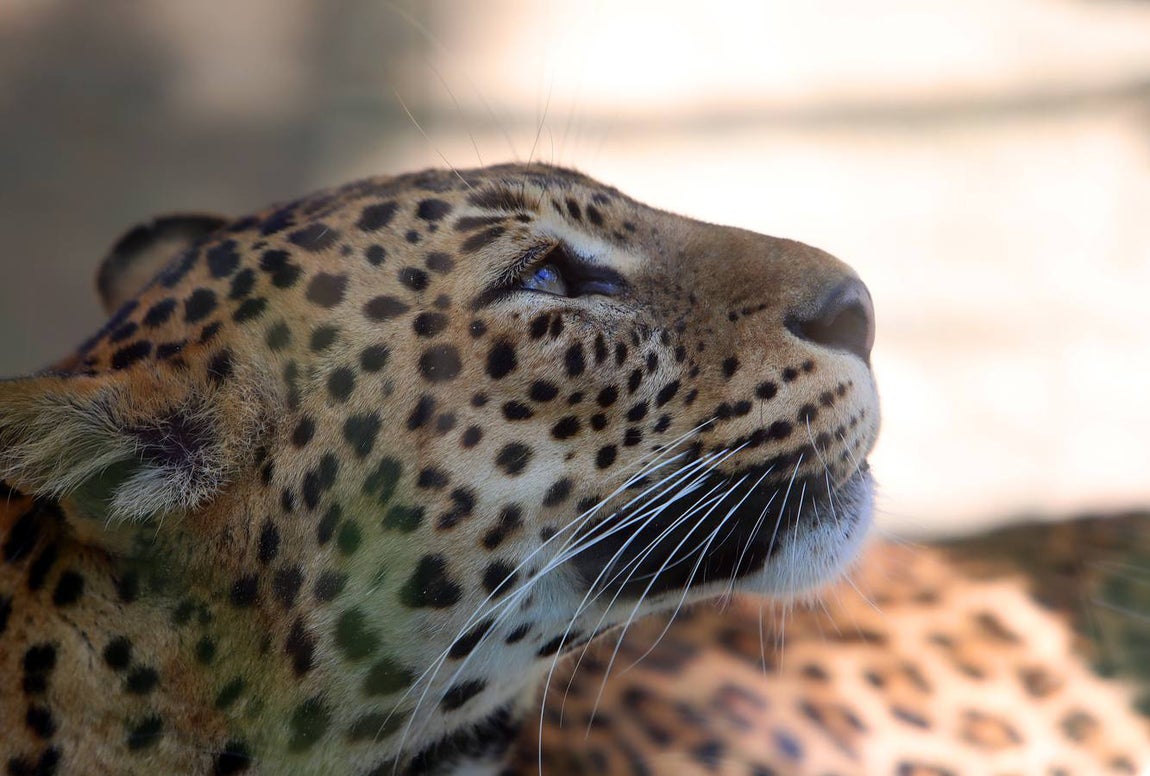 Fotos: El zoo de Jerez en los tiempos del coronavirus