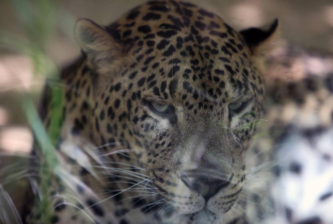 Fotos: El zoo de Jerez en los tiempos del coronavirus