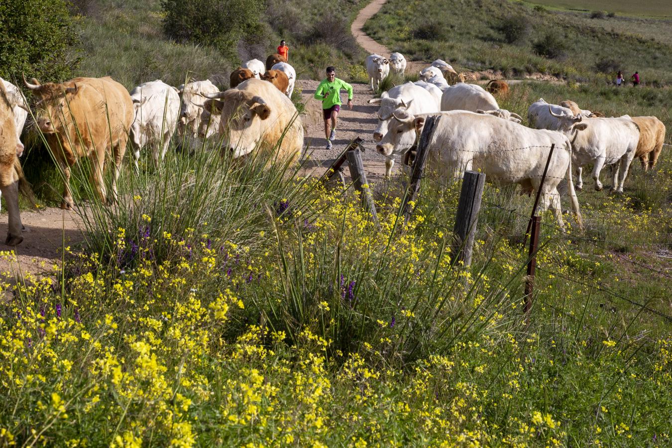 Ávila, una carrera entre vacas. 