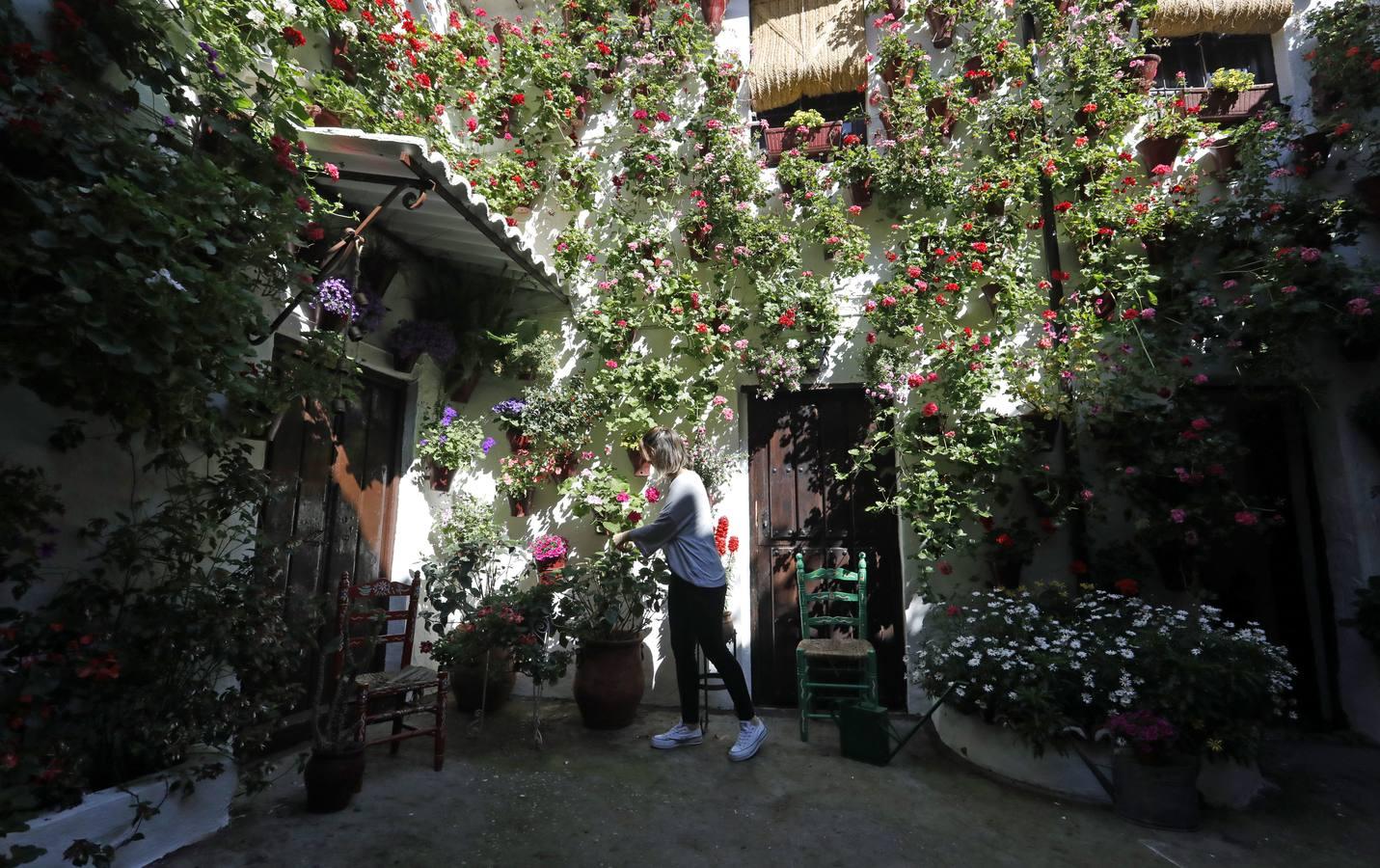 Los patios de San Basilio de Córdoba en el confinamiento, en imágenes