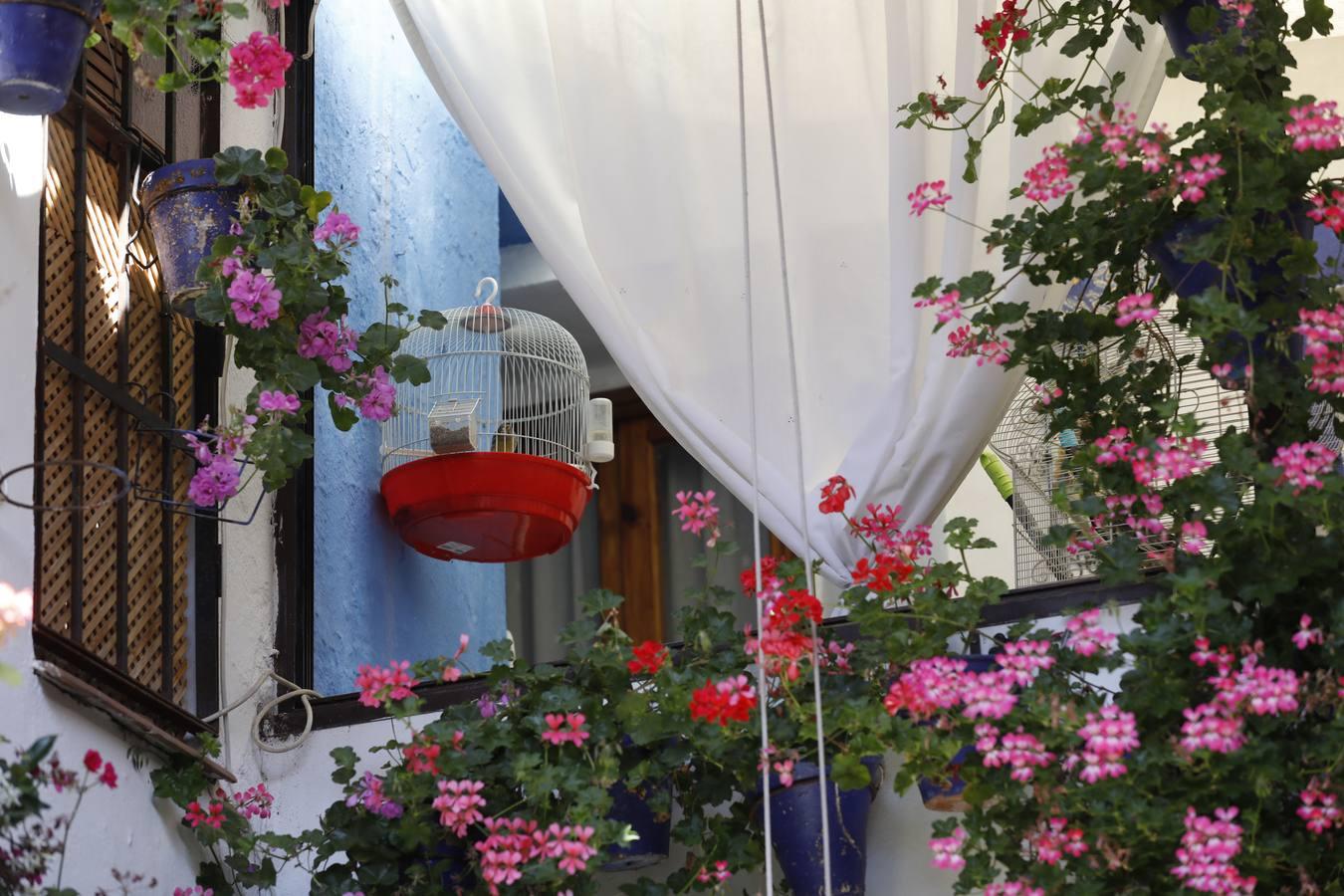 Los patios de Córdoba en plaza de las Tazas e Isabel II, en imágenes