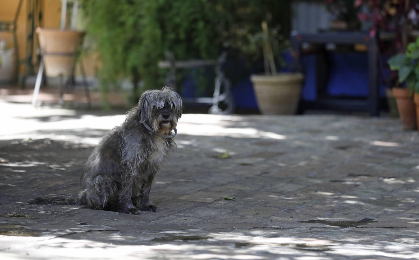 Los patios de Córdoba en plaza de las Tazas e Isabel II, en imágenes