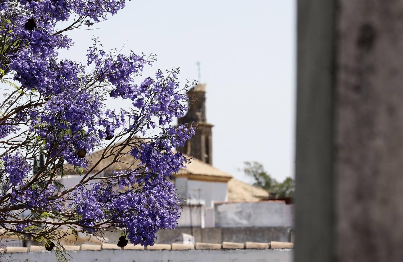 Los patios de Córdoba en plaza de las Tazas e Isabel II, en imágenes