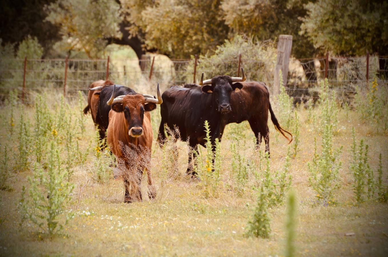 En imágenes, una jornada de campo en un tentadero en tiempos de coronavirus