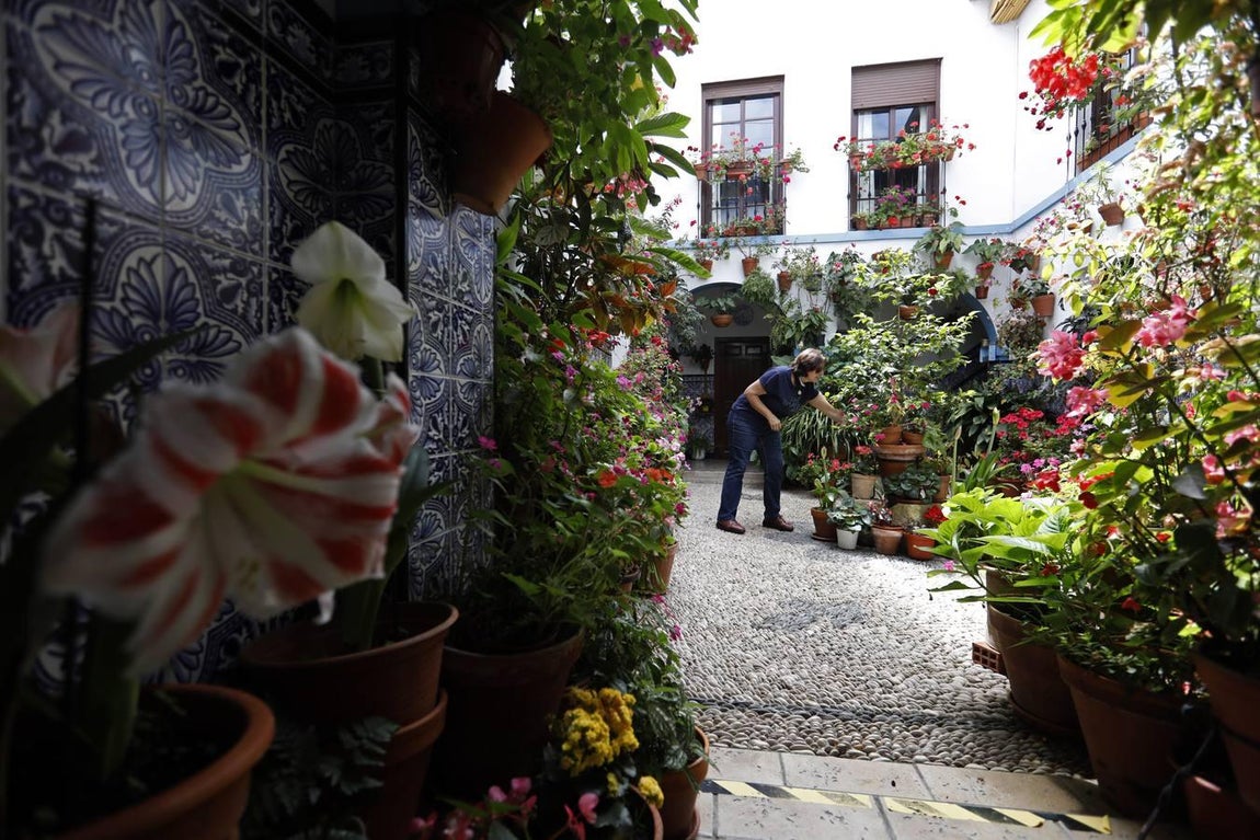 Los patios de Juan Fernández, 6 y Zarco,15 de Córdoba, en imágenes