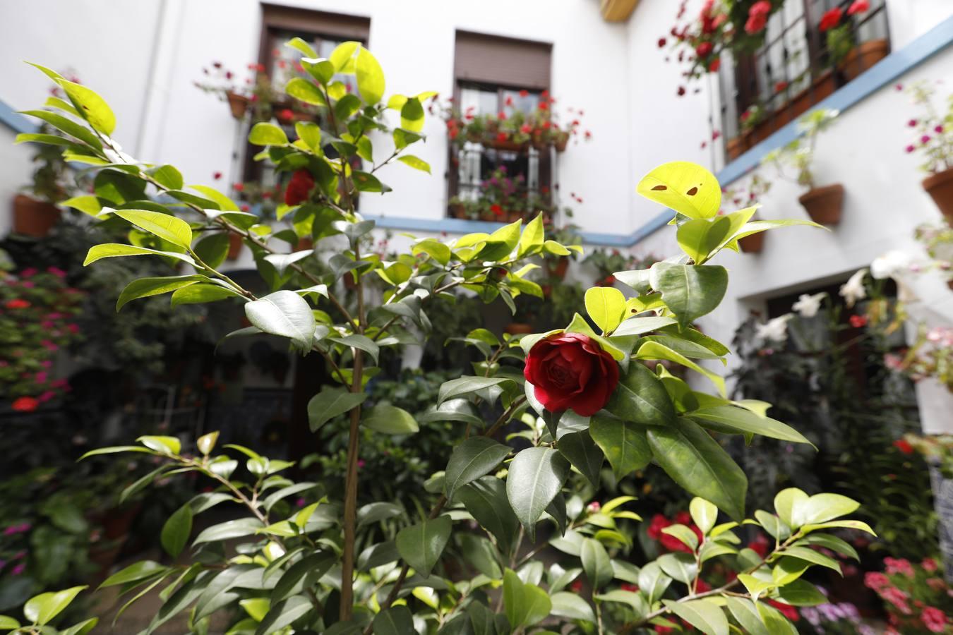 Los patios de Juan Fernández, 6 y Zarco,15 de Córdoba, en imágenes