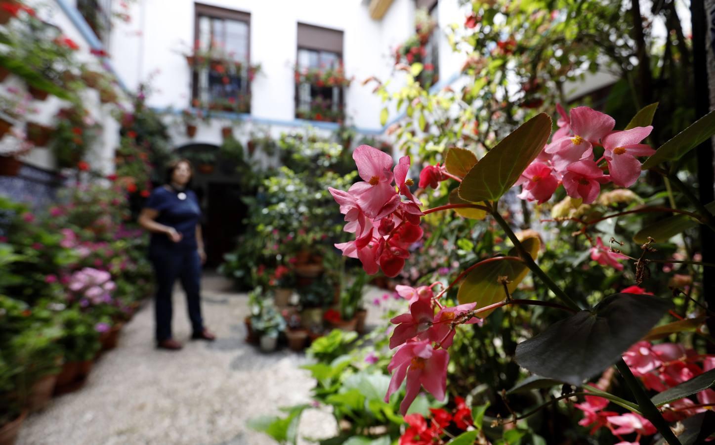 Los patios de Juan Fernández, 6 y Zarco,15 de Córdoba, en imágenes