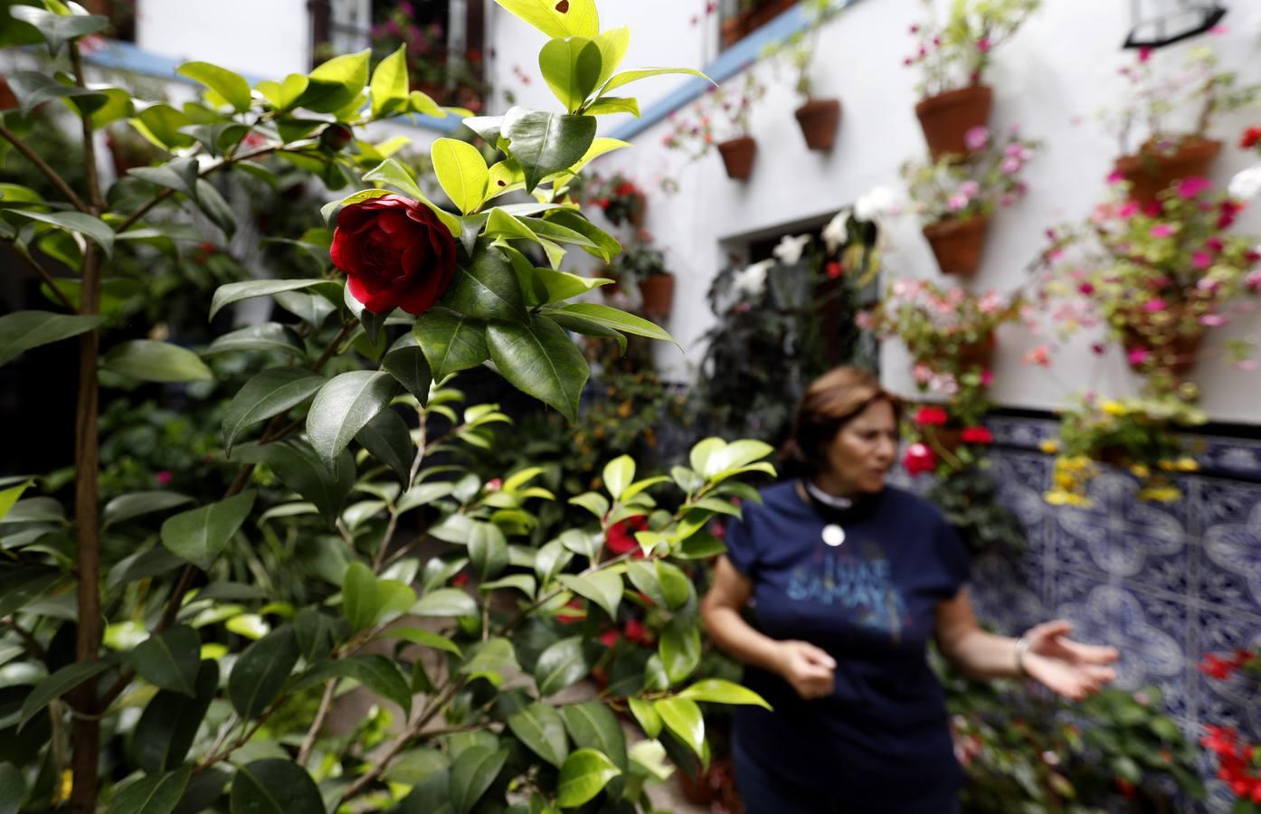 Los patios de Juan Fernández, 6 y Zarco,15 de Córdoba, en imágenes