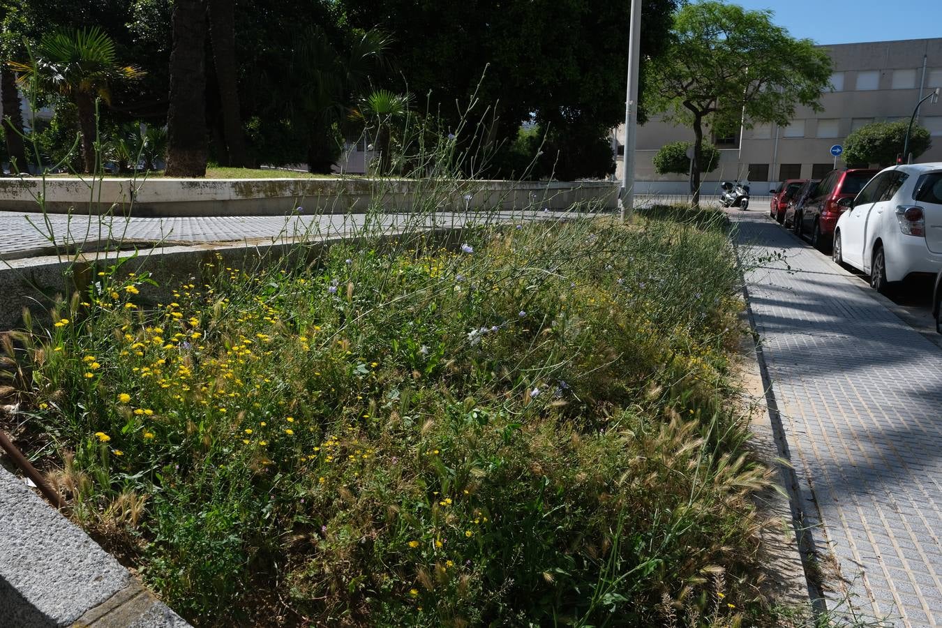 FOTOS: Falta de mantenimiento en los parques y jardines de Cádiz