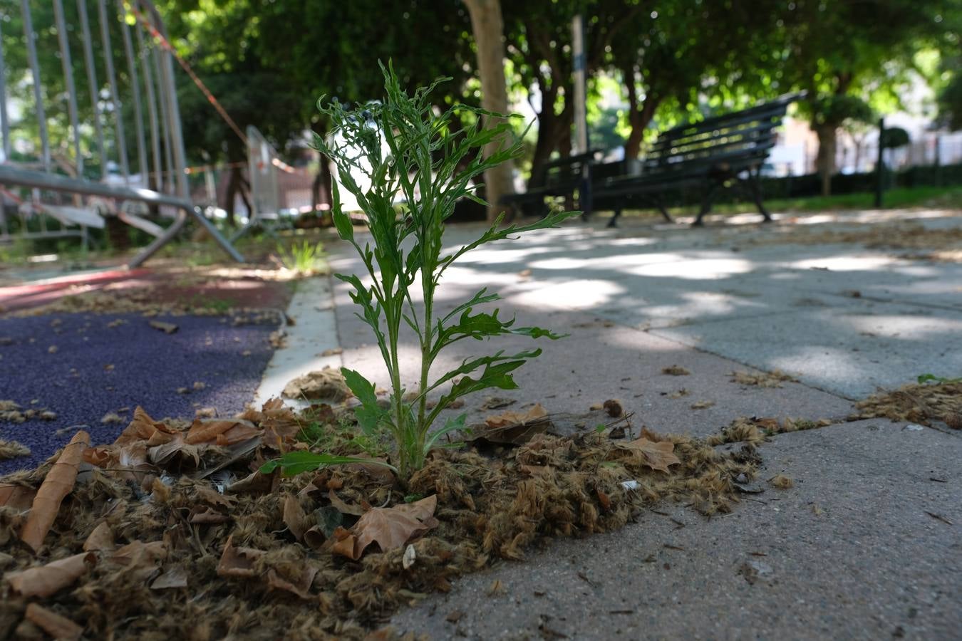 FOTOS: Falta de mantenimiento en los parques y jardines de Cádiz