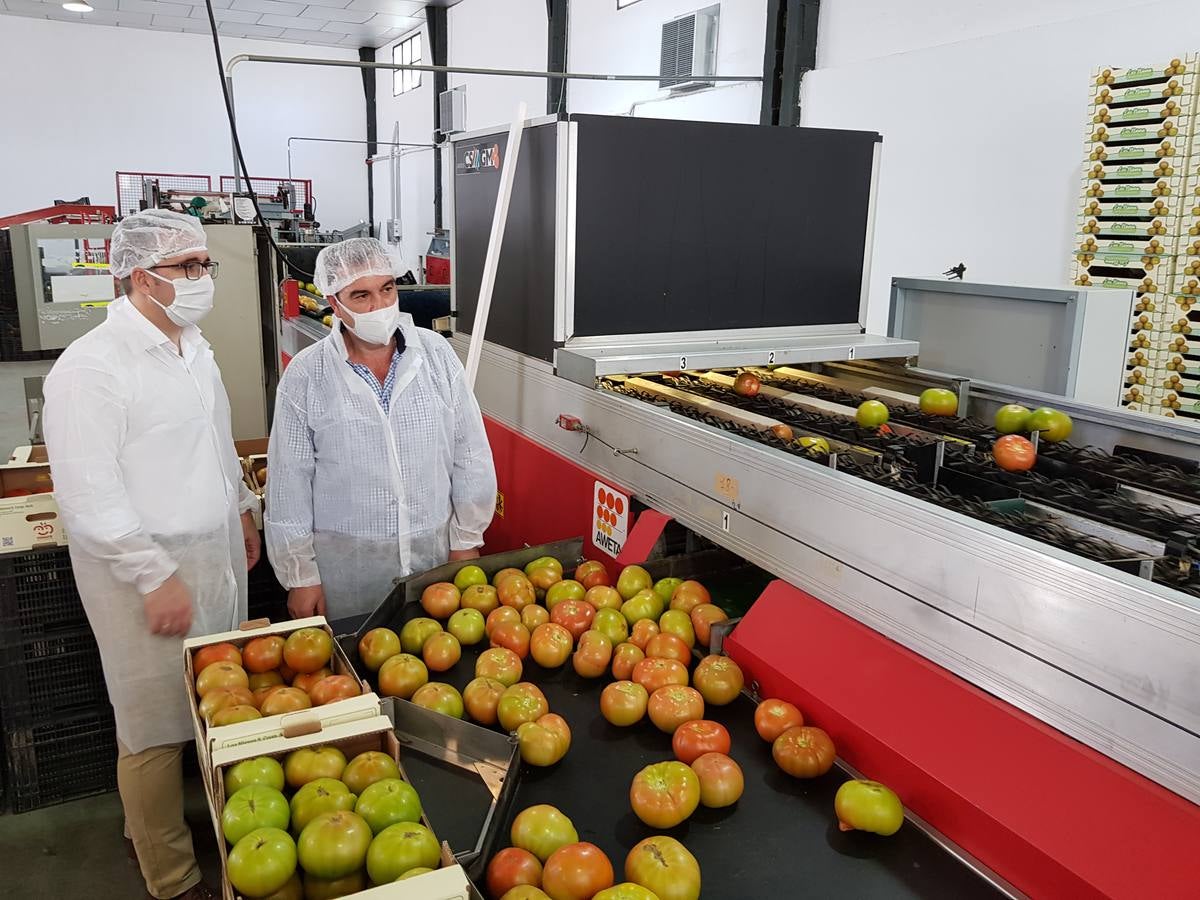 La producción del tomate de Los Palacios, a pleno rendimiento